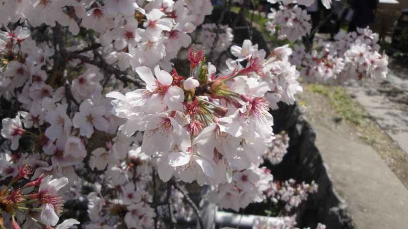 桜