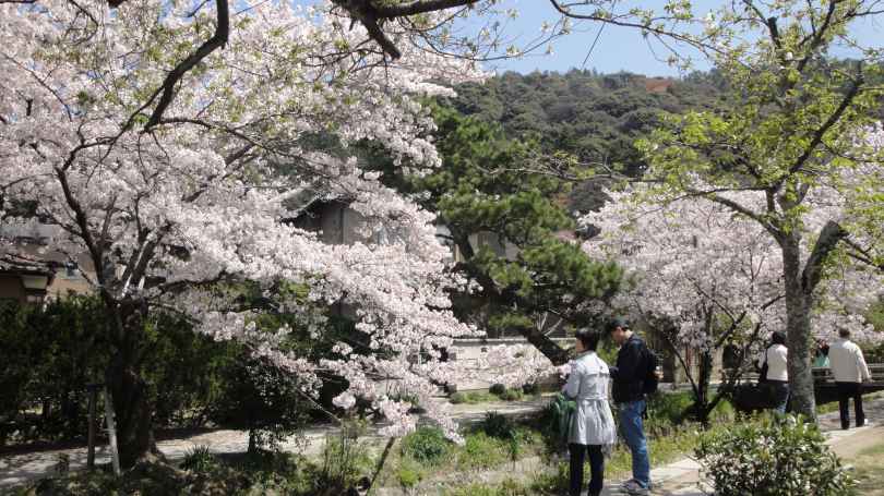 桜
