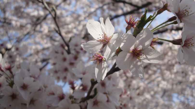 桜