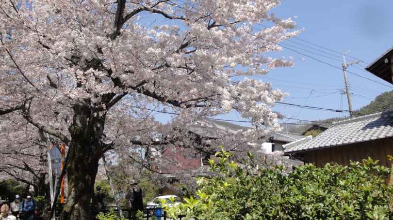 桜