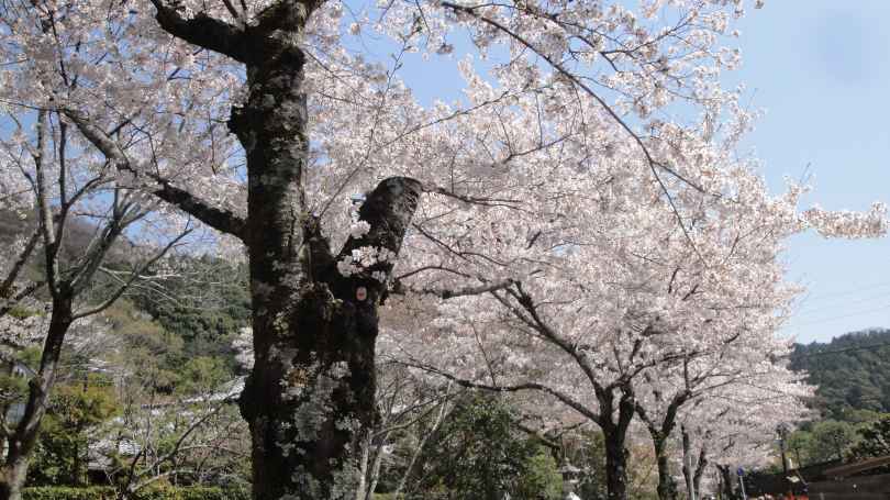 桜