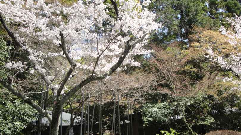 桜