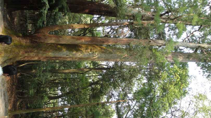伊勢神宮
